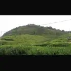 ماتشا جمله ماتشا كافيهات توريد ماتشا احتفاليه