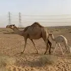 خلفا ثنو على جميع الشروط