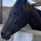 لابيع حصان شعبي العمر ثلاث سنوت حصان سبوق