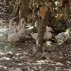 للبيع بط بكيني