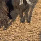 عارضيه معرفه
