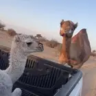 ناقه خلفة حمرا طيبه