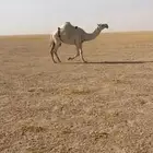 ضروبه