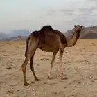 ناقه لقحه