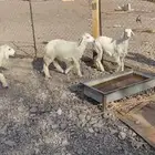 طليين ورخل نضيفه ومقفله شحم عمارها 5 شهور ذبايح