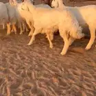 غنم صنف مقاني