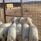 طليان ذبايح