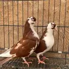 حمام جلستر قلاب