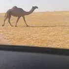 عشراء