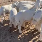 للبيع طليان