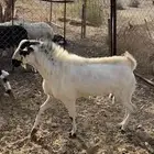 للبيع تيس بيشي