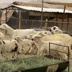 ضان متابيع
