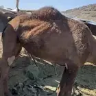 ناقه لقحه لها 5 شهور