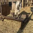جفره داغور