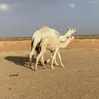 عشرا ثنو طيبه منيحه الشملي