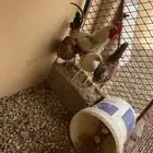 دجاج. وشبك