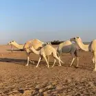 ثلاث عشاير تحتهن بكار