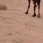 ثنو مجهم لقحة