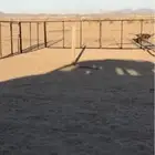 مطلوب شبك غنم للايجار بمريخ