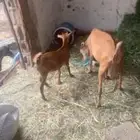 شاه تحتها خبشه