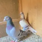 للبيع زوج زاجل الخرج.