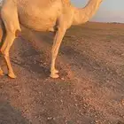 بكار