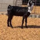 للبيع عنز حليب