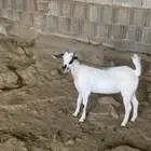 جفره بيشي صنف