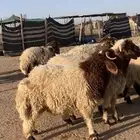 ذبايح