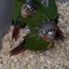 فروخ كنيور يلو سايد صبغه قويه