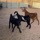 عنز