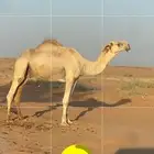 قعود