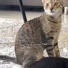 قطط بلدي للتبني الثلاث يروحون سوااا بدون تفرقة
