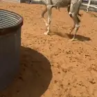 للبيع بكره فل شحم