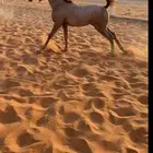 مهره شعبيه فاخره تنافس الواهو