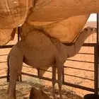 بكره قصب سمييين