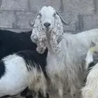 عارضيه برصاء خصمم