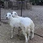 2 طليان سمان تم البيع