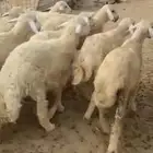 طليان ذبايح