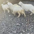 رخال ذبايح عمارها 2 ست شهور و2 خمس شهور مقفله شحم