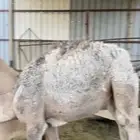 قعود
