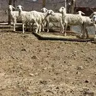 رخال حريات