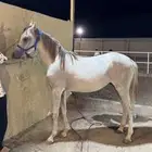 مهره للبيع