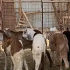 5 خرفان سواكن للبيع