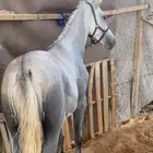 البيع مهر عربي