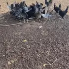 دجاج للبيع تفريد ولا جمله