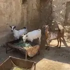 عدد ثلاثه ماعز دفع