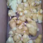 بط بكيني اصفر فاتح للبيييع متجر بطووطة يرحب بكم