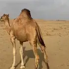 بكره مفروده