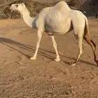لقحه للبيع